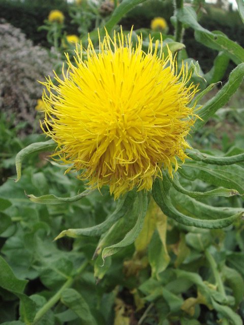 Centaurea macrocephala fleur